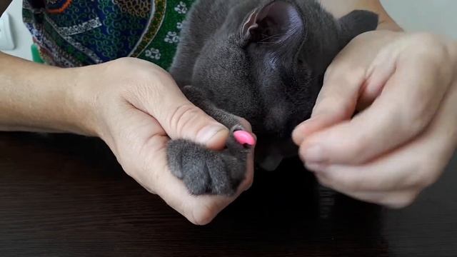Ногти для кошек / Делаем Филе первый в его жизни маникюр смотреть онлайн
