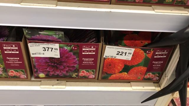 САД 2022 в Леруа Мерлен.Цветы для сада! смотреть онлайн