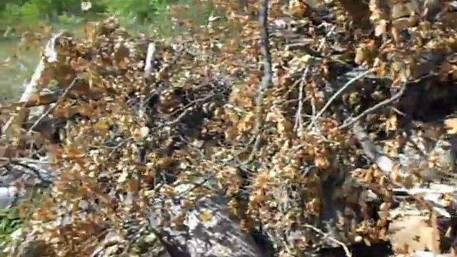 Поездка за дубовыми дровами смотреть онлайн