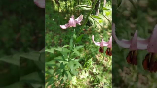 Южный Урал смотреть онлайн