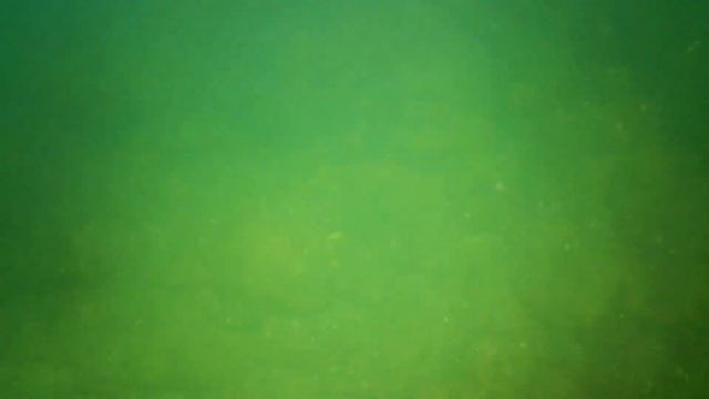 Ловлю Рапаны, Краб и Бычки на РАКОЛОВКЕ #раколовка #одесса #краб #охота #рапан