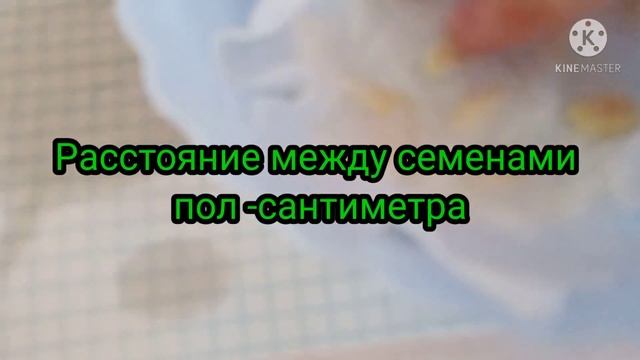 Мандариновое Дерево: Часть первая-- Замачивание семян смотреть онлайн