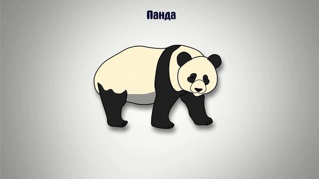 Сколько живут животные. БЕССМЕРТИЕ смотреть онлайн