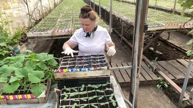 Сеем огурец на рассаду,02.03.2023г. смотреть онлайн