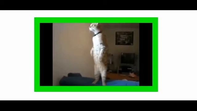 Приколы от Кота Васьки часть 1 смотреть онлайн