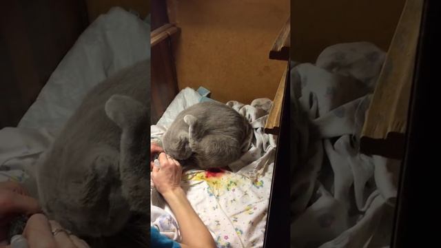 КОТЕНОК РОЖДАЕТСЯ ХВОСТИКОМ ВПЕРЕД смотреть онлайн