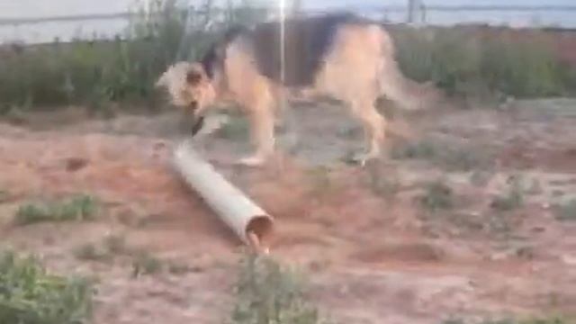 Чем занять собаку во дворе смотреть онлайн