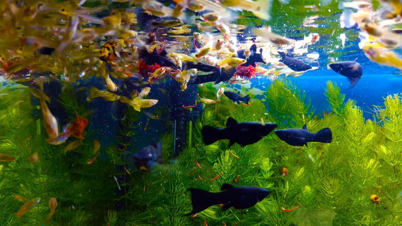 Кормление стаи агрессивных аквариумных рыбок! [Кормление сухим и замороженным кормом] смотреть онлайн