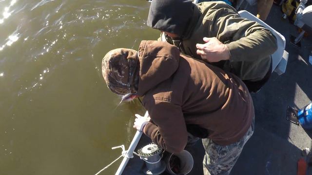 Monster Catfish - Women's Record on the boat ! смотреть онлайн