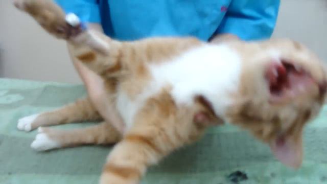 кота раздавили диваном.MP4 смотреть онлайн