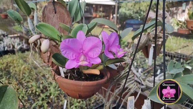 cattleya Nobilior 3 irmão x lori - select смотреть онлайн