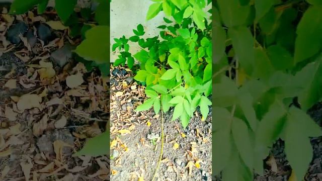 Осторожно ядовитые грибы! смотреть онлайн