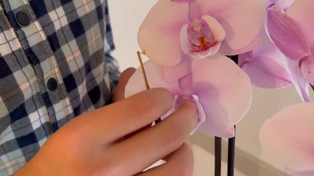 ОПЫЛЯЮ ОРХИДЕИ🌸🍃ЧТОБЫ ПОЛУЧИТЬ НОВЫЙ СОРТ смотреть онлайн