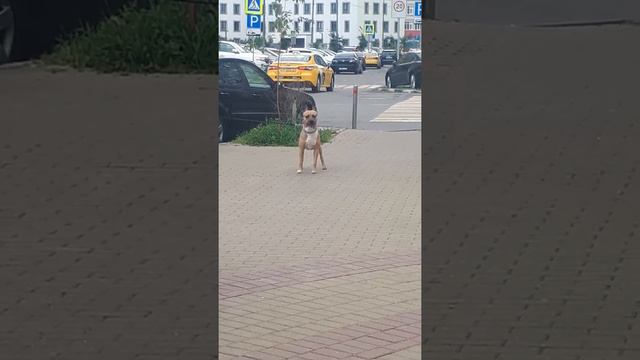 #Соболь#Красная#собаки#домашнее животное смотреть онлайн