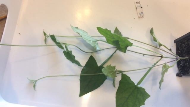 Тунбергия 28.03.18 Прищипка, перевалка тунбергии