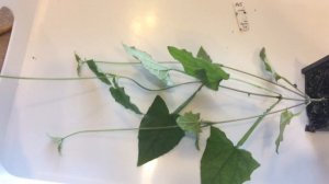 Тунбергия 28.03.18 Прищипка, перевалка тунбергии