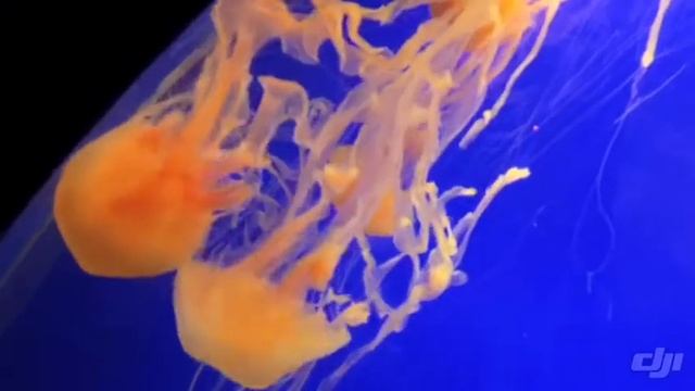 Shanghai Ocean Aquarium 2020 смотреть онлайн