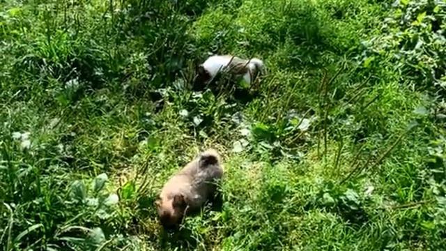 Чихуахуа щенки смотреть онлайн