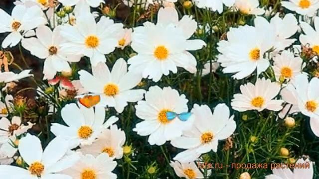 Космея обыкновенный Вайт ? обыкновенный космея Вайт обзор: как сажать, семена космеи Вайт смотреть онлайн