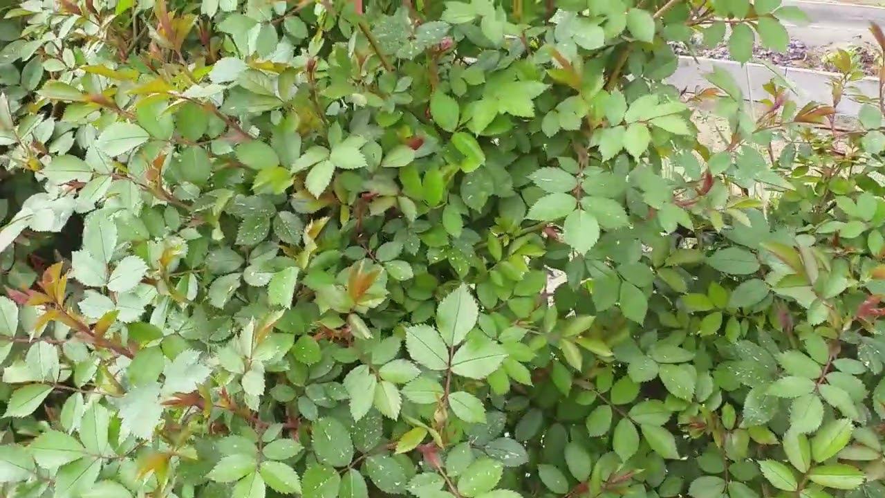 После плантафола - как выглядят розы (про кордесовскую пятнистость) смотреть онлайн