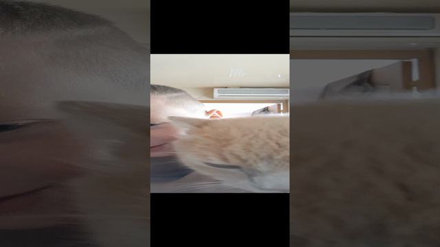 видео про моего кота чееек смотреть онлайн