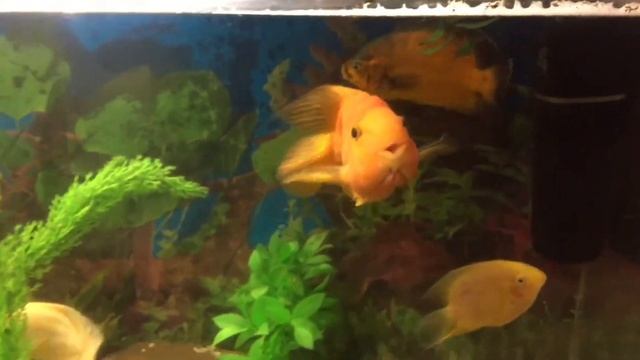 МЕЧЕНОСЕЦ КОРМ ДЛЯ АСТРОНОТУСА!!!! смотреть онлайн