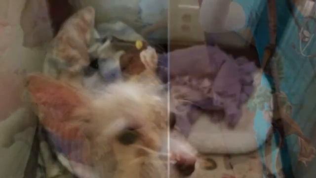 The dog was TIED to the sink and LEFT forever and ever by Mean owner.. смотреть онлайн