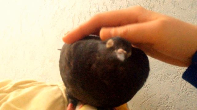 Гладь голубя полностью! Феникс голубь домашний. смотреть онлайн