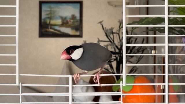 Java finch 2023 - Still a bit scared of the new phone смотреть онлайн