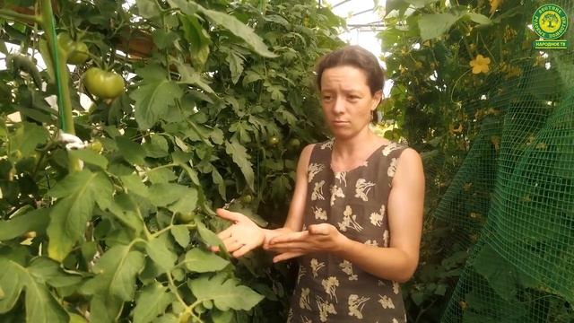 НЕБЫВАЛЫЙ урожай без удобрений! Поселение "Светодар", Светлана Капралова | Вестник РП смотреть онлайн