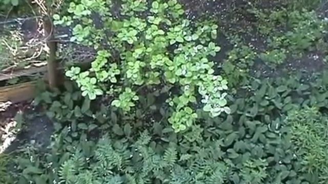 Большая айва 09 may 2016 big ajva смотреть онлайн