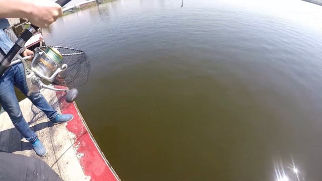 Go Pro Hero 5 Fishing Video !!! Siamese Carp & Mekong Catfish Fishing Thailand- BKKGUY смотреть онлайн