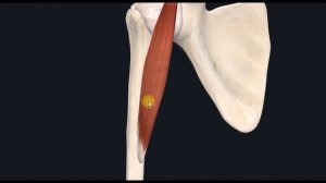Клювовидно-плечевая мышца (m. coracobrachialis) 3D Анатомия