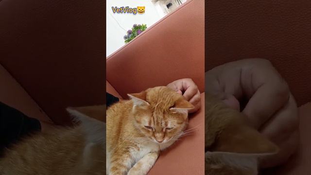 Наш Рыжий талисман 🐱 смотреть онлайн