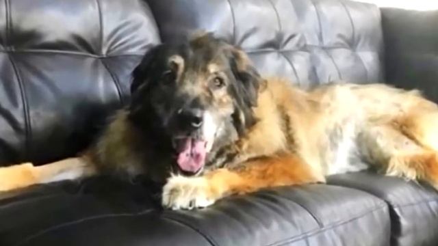 Он увидел на дороге черный мешок, открыв его, мужчина расплакался! смотреть онлайн