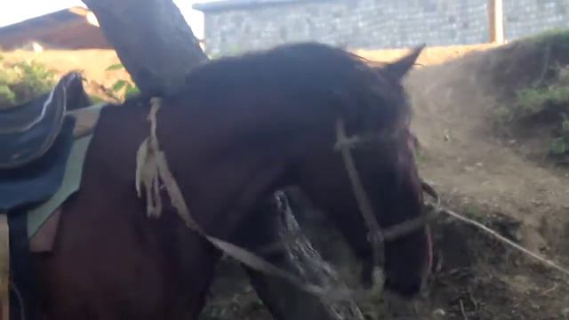 Лошади в Приморском. Новый Афон смотреть онлайн