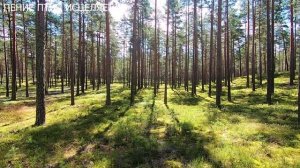 ПЕНИЕ ЛЕСНЫХ ПТИЦ В СОСНОВОМ БОРУ.ИСЦЕЛЕНИЕ СЕРДЦА И НЕРВОВ.МЫ БОГА ПОЗНАЁМ ЧЕРЕЗ ПРИРОДУ.