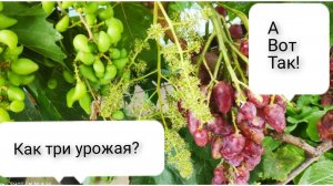 Дубовский розовый обзор ягод плюсы и минусы формировка