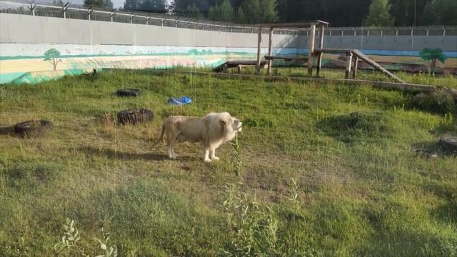 рычание льва #львы хищники