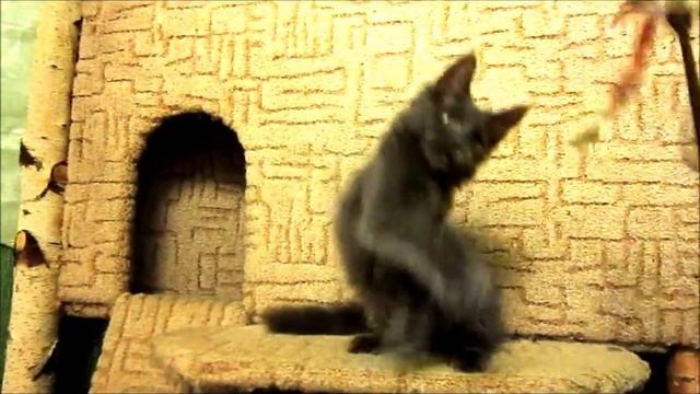 Котенок мейн-кун Magic Forest Dylan 3 месяца смотреть онлайн