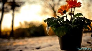 Цветы в горшках - толкование сонника