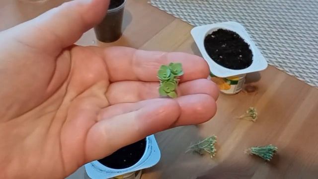 Очиток видный (Седум) - размножение зимой из сухого букета. смотреть онлайн