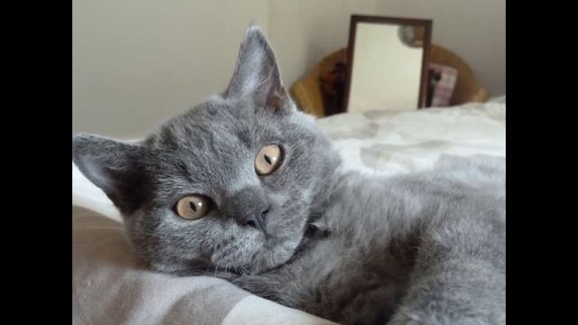 Орегон-рекс (Oregon Rex) породы кошек( Slide Show)!