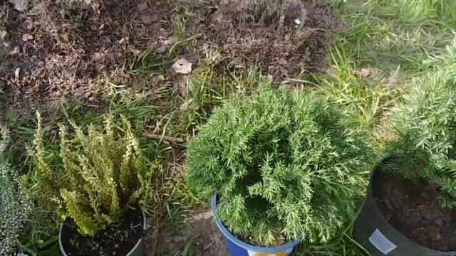 Новые саженцы из питомника. смотреть онлайн