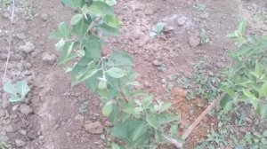 Когда начинает плодоносить ЯБЛОНЯ?