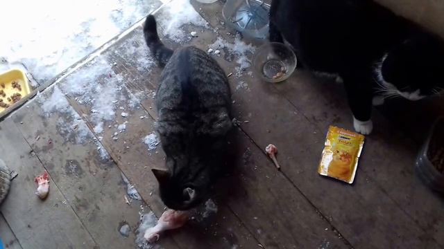 Кот ест и рычит от удовольствия смотреть онлайн