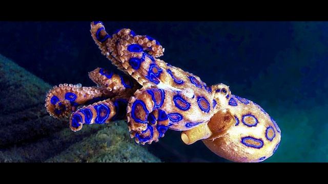 10 Самых Ядовитых Животных В Мире! смотреть онлайн