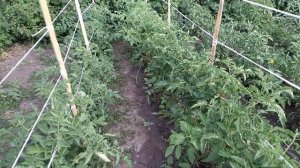 КАК ПОДВЯЗЫВАТЬ помидоры В ПОЛЕ, сразу 300шт