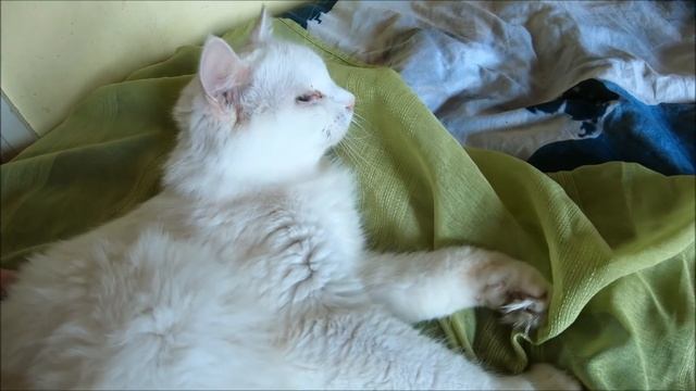 Кончилось сено. Продолжаем ремонт комнаты // Жизнь на хуторе смотреть онлайн