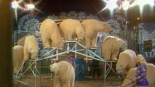 Polarization at Circus World: Le magnifiche creature bianche di Ursula Bottcher смотреть онлайн